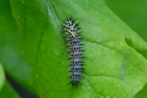 Periclista pubescens